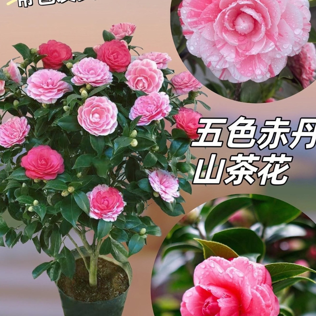 五色茶花，香妃茶花，红色茶花新人福利练手3年苗不带花苞