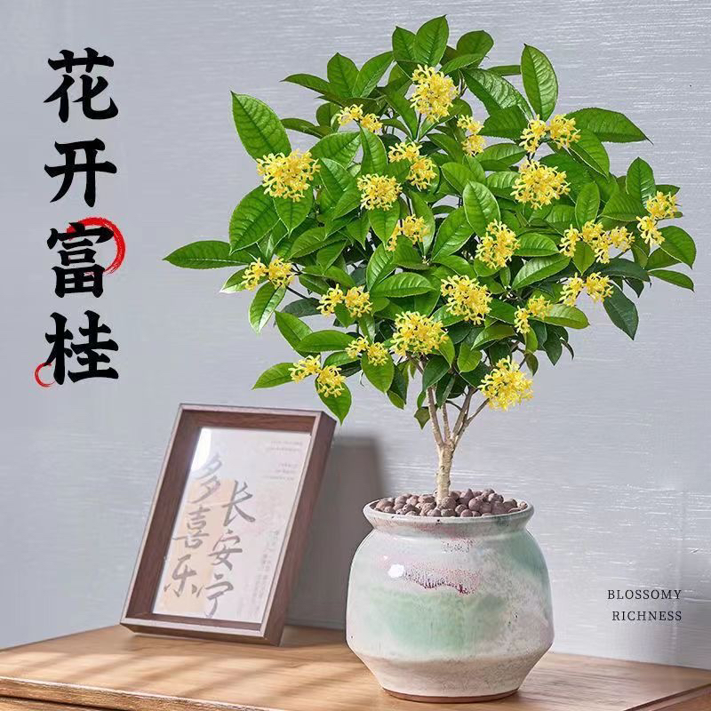 四季桂花四季开花开花浓香