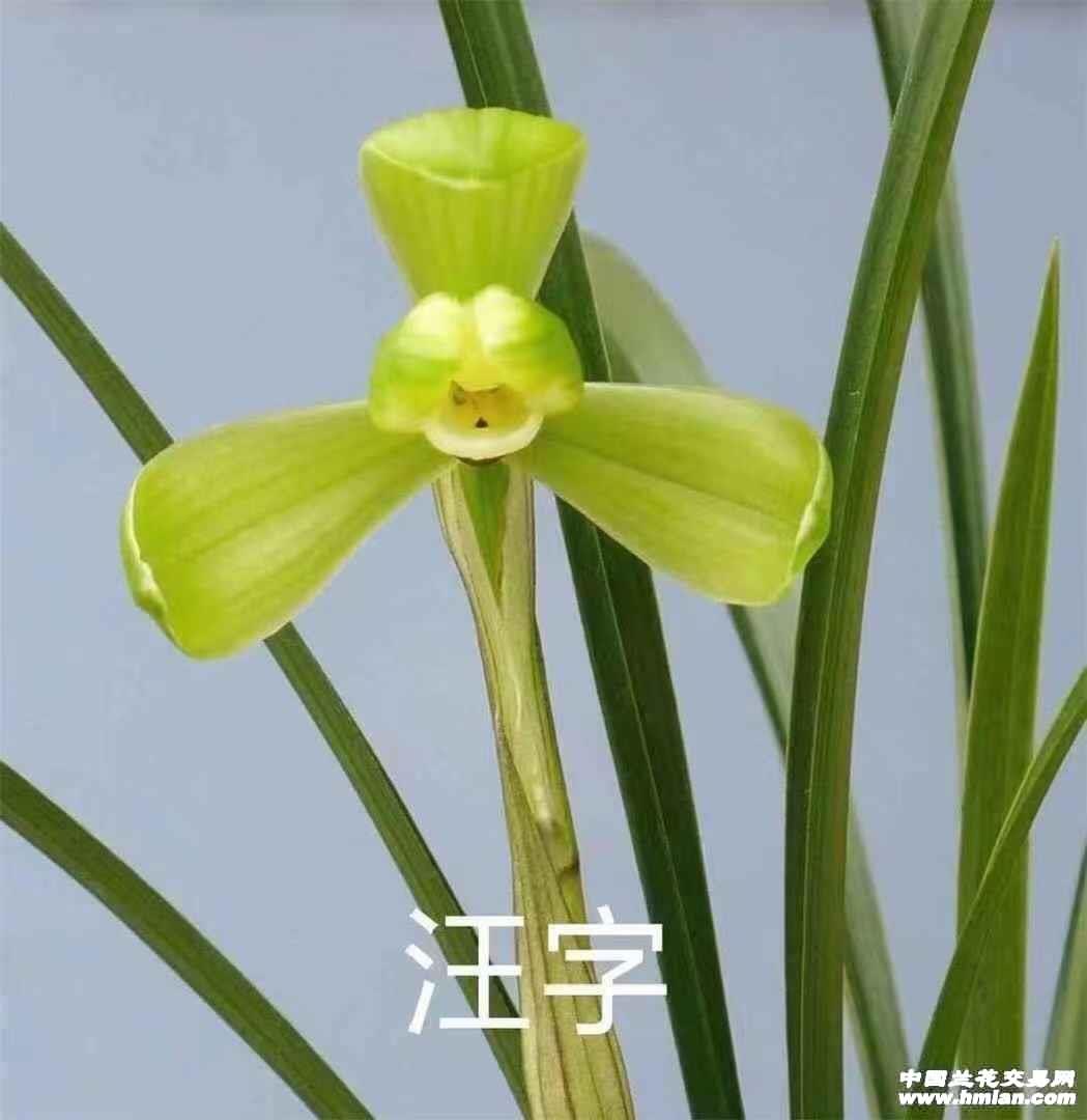 春兰老八种之一的，汪字