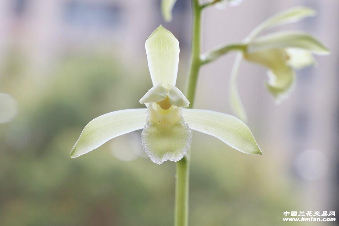 惠兰.白玉素（白雪公主）裸根发货