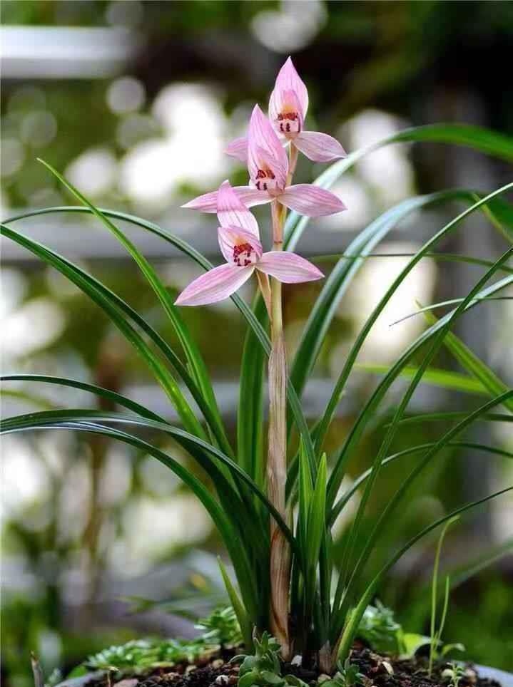 春剑名品，新津胭脂。裸根发货，不带花苞