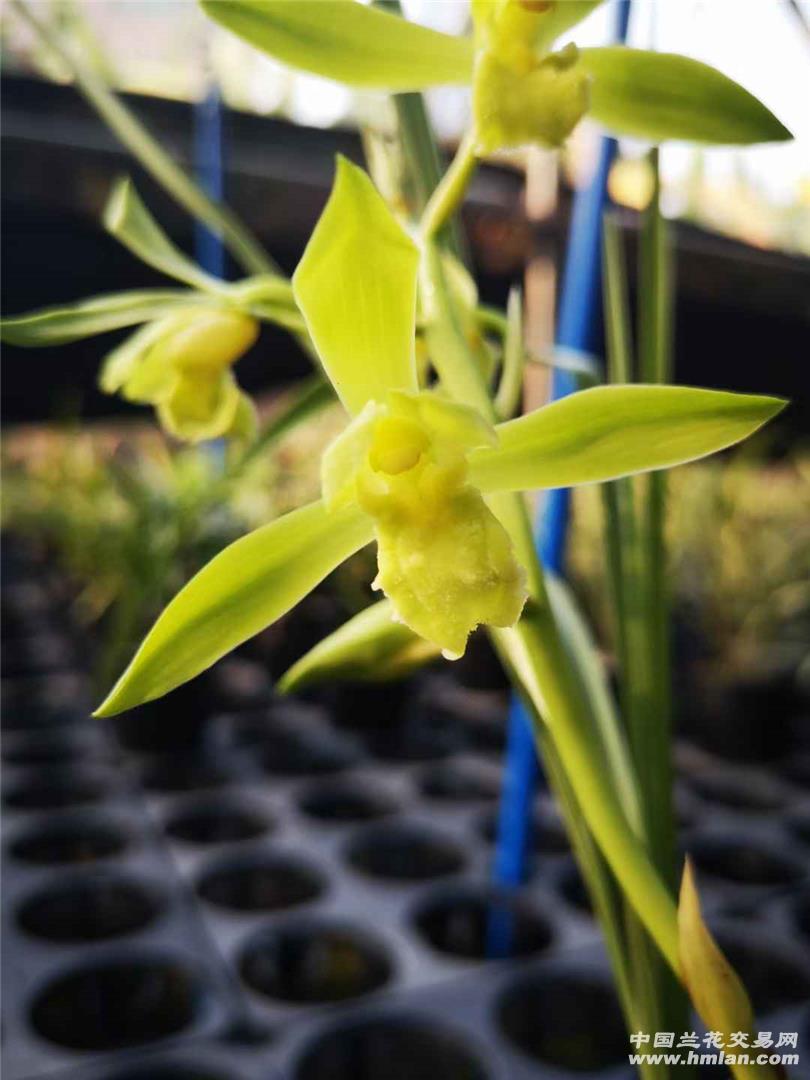 惠兰名品金奥素裸根发货