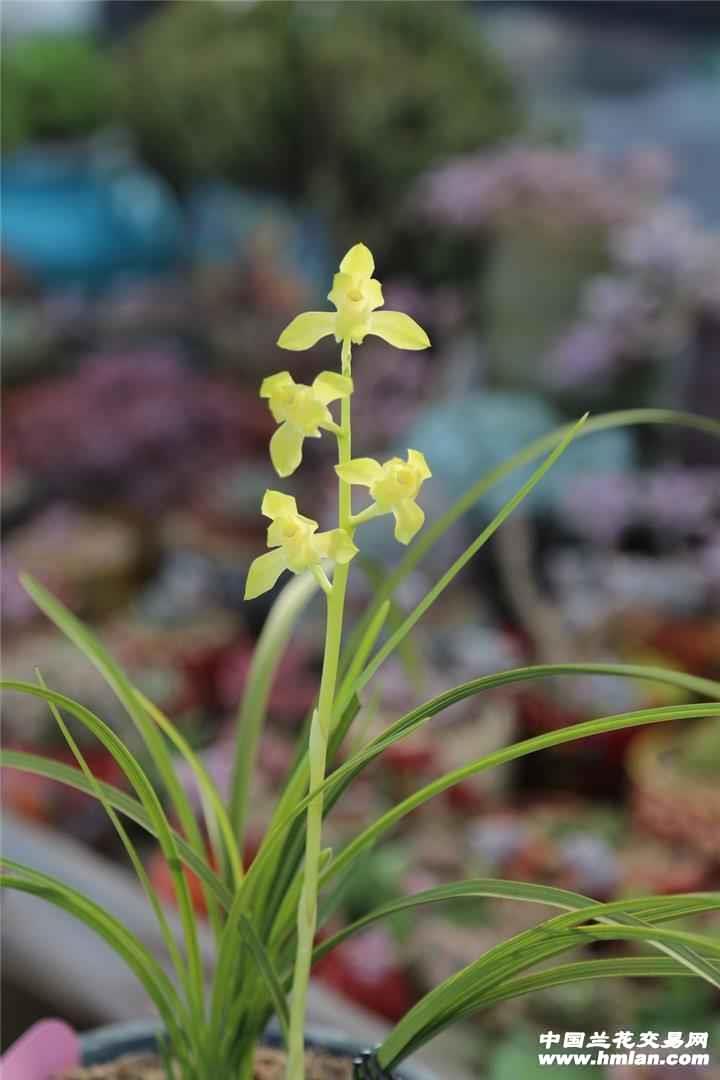 惠兰名品，荷塘月色