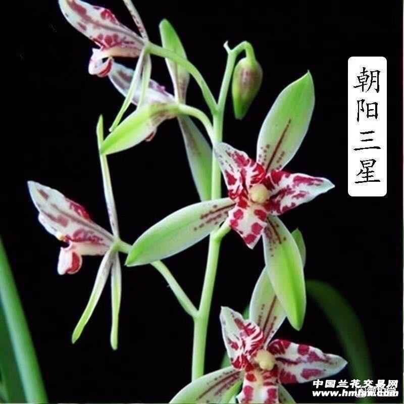 建兰名品三星蝶裸根发货