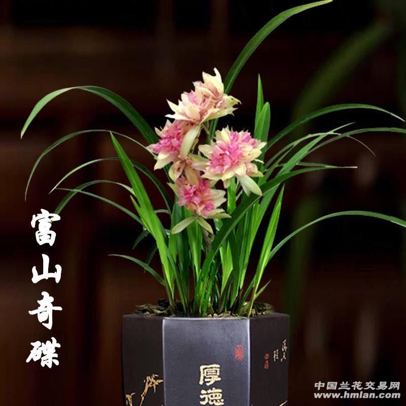 建兰三大奇花之首，富山奇蝶，花期6到10月份