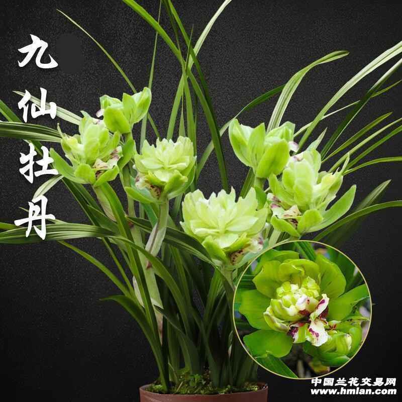 春兰（九仙牡丹）裸根发货