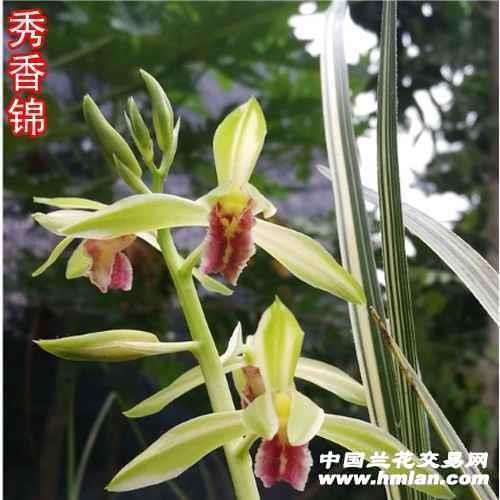 蕙兰名品，秀香锦中透艺，裸根发货