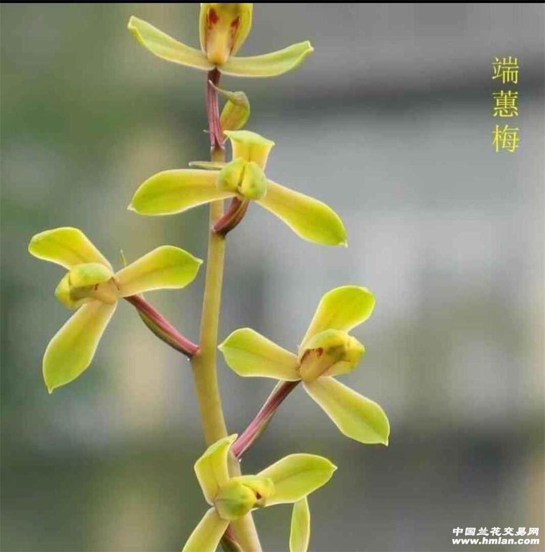 蕙兰名品端惠梅裸根发货