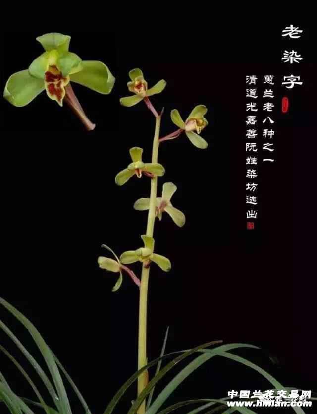 蕙兰名品老染字裸根发货