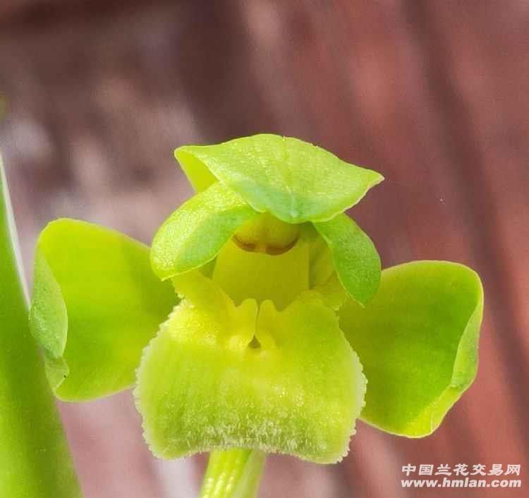 惠兰大荷素裸根发货