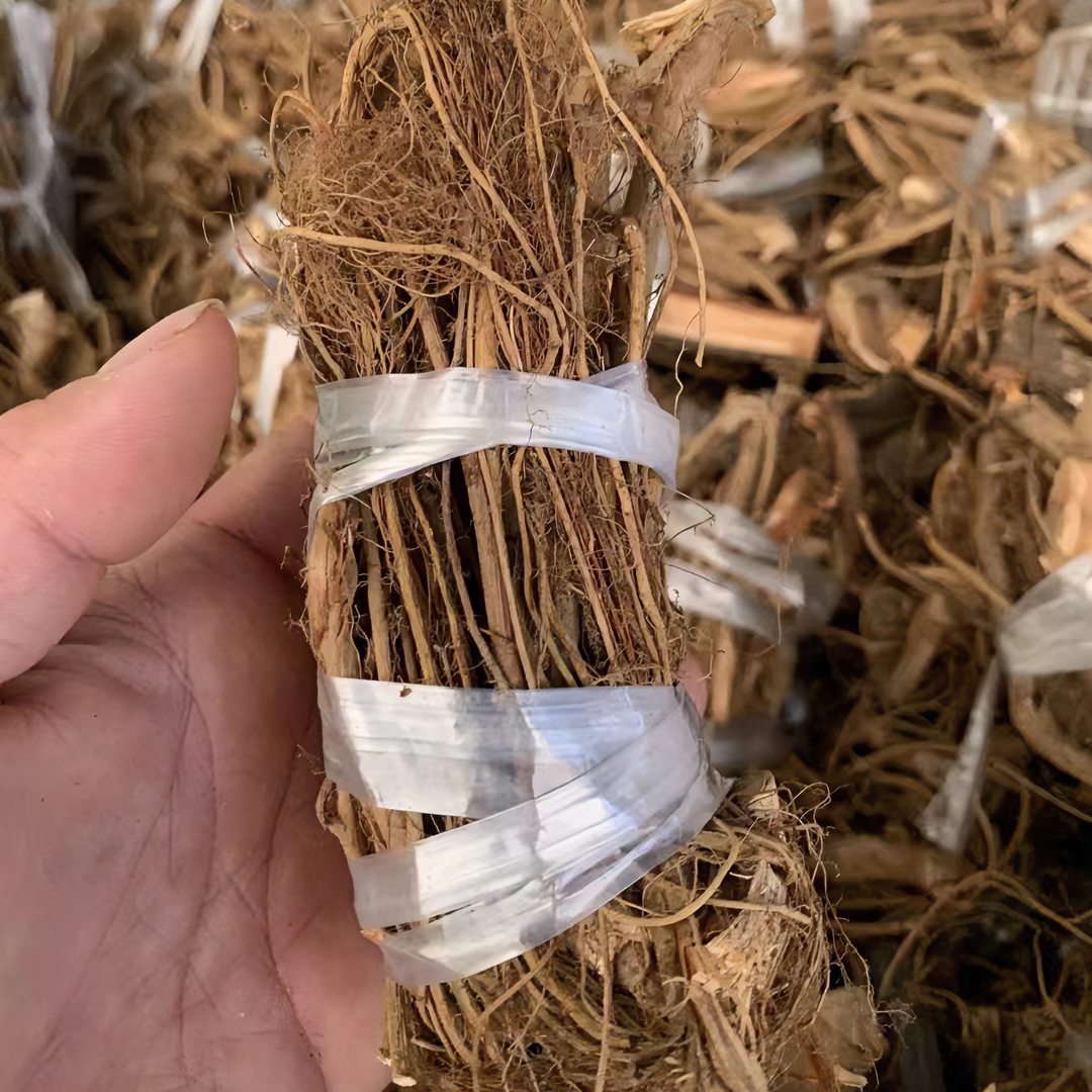 广西瑶山（细叶）白花牛奶树（根）椰奶香