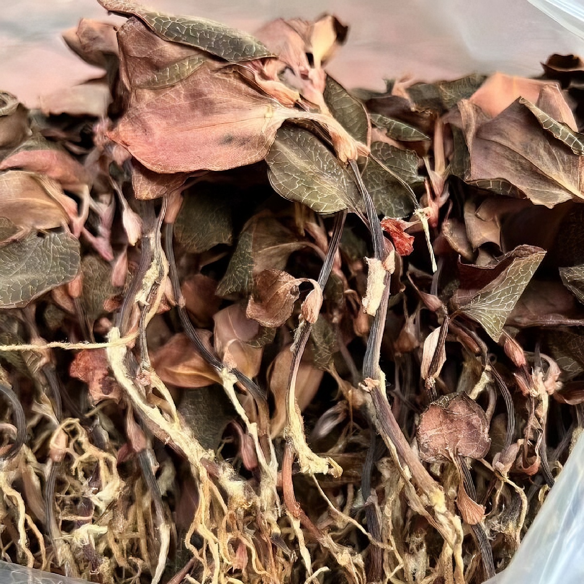 正宗【金线莲】整株干品，原生态林下种植新鲜烘干