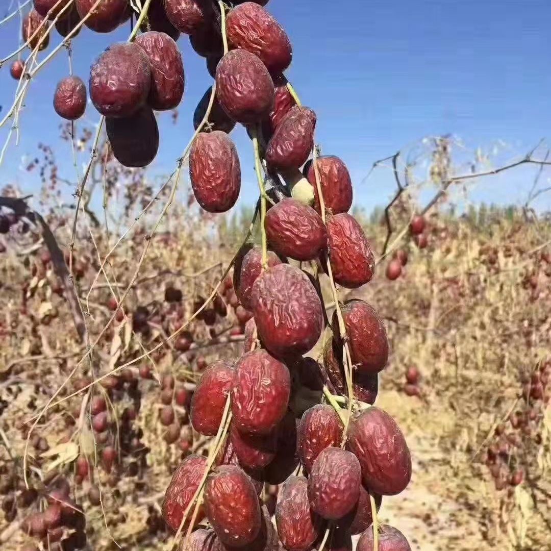 新疆和田灰枣（净重5斤）原生态