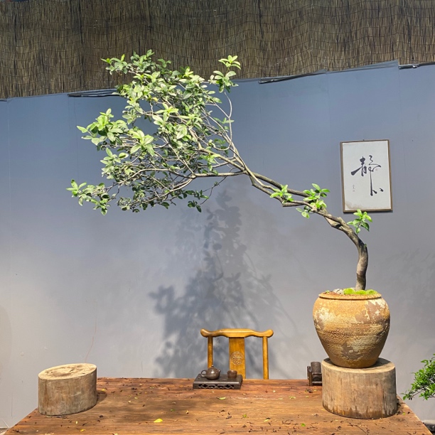 海岛春花四季常绿南方北方室内室外多次开花结果精品老桩盆景