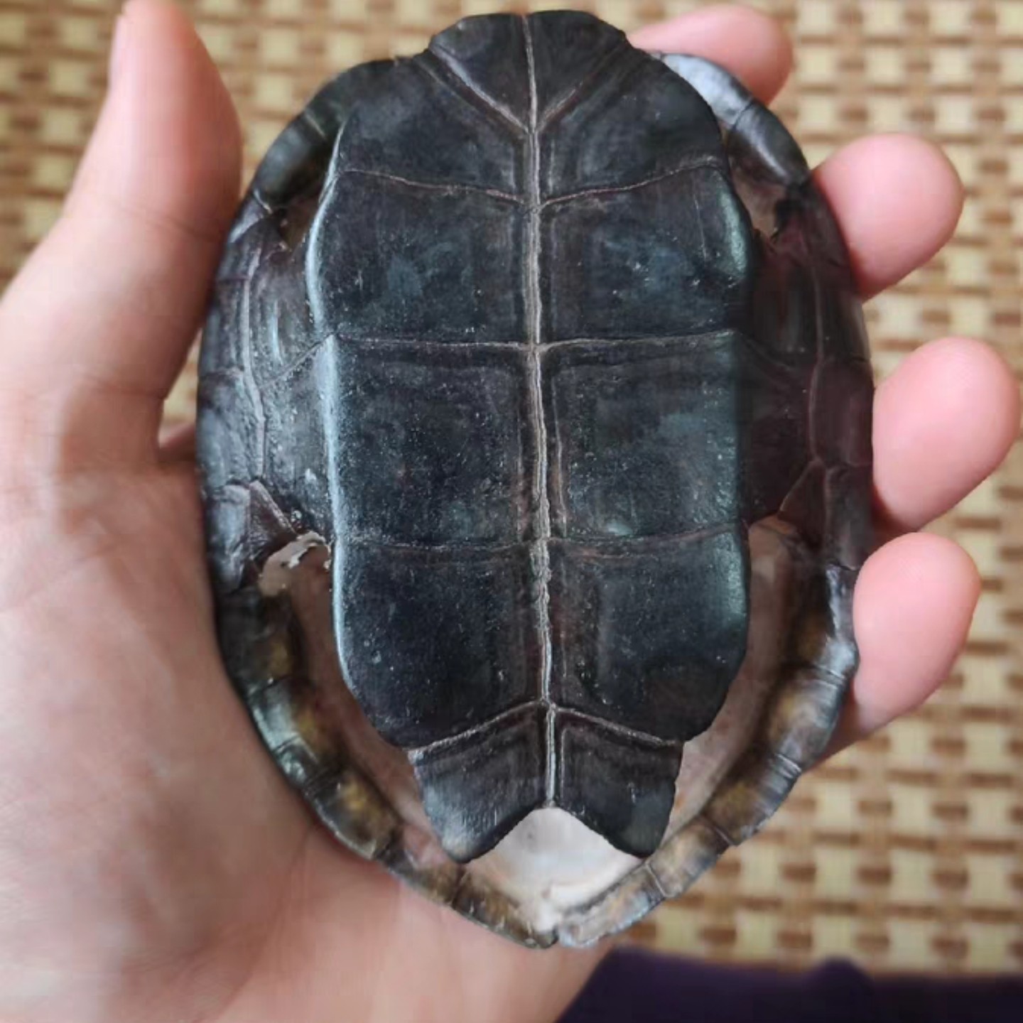 文玩龟壳 请勿乱拍纯手工创意全手工