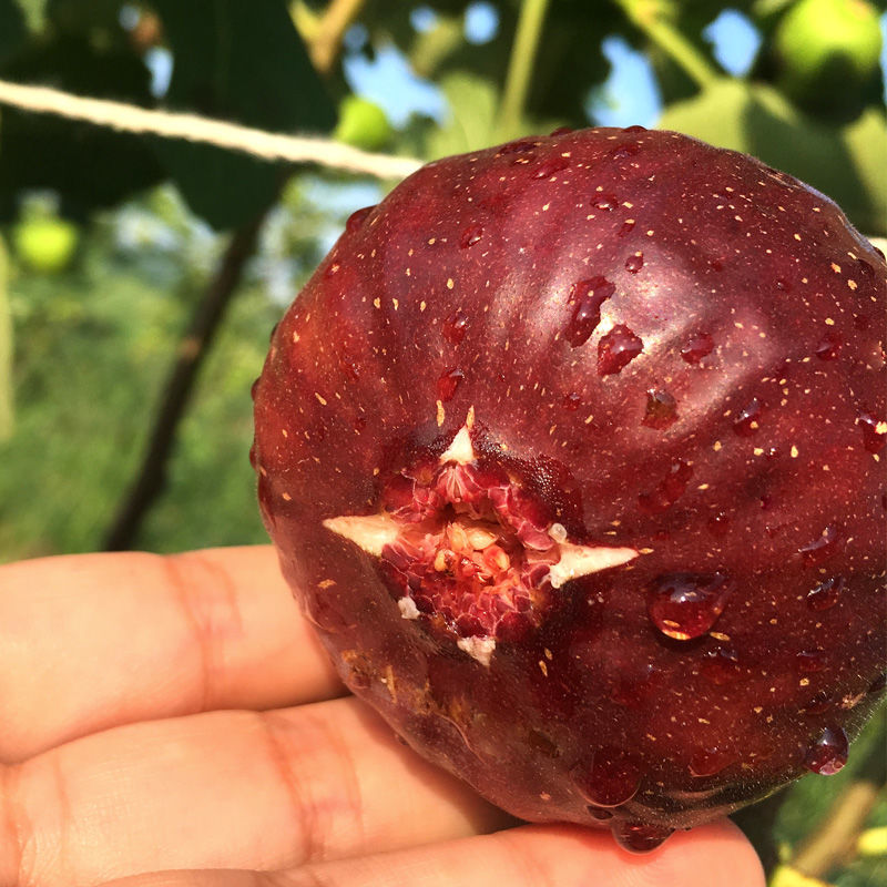 无花果树苗，盆栽地栽阳台庭院
