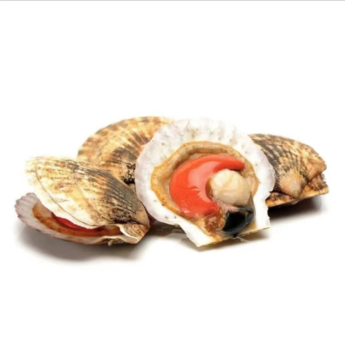 鲜活扇贝（100-150g/只）