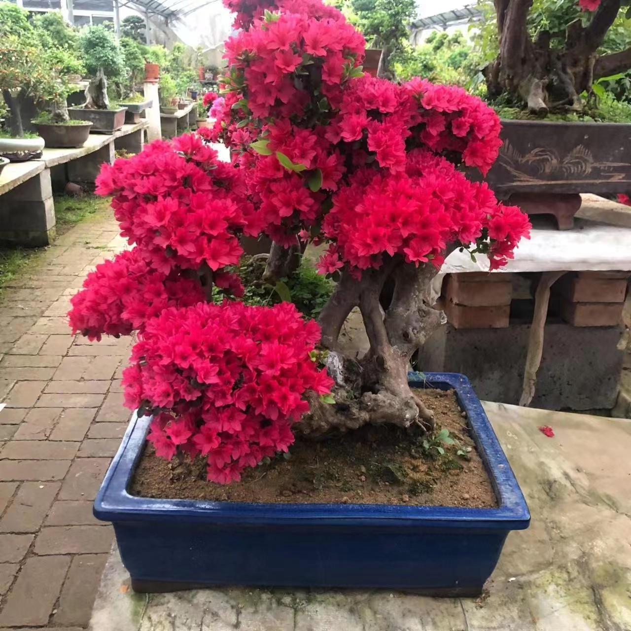 映山红 杜鹃花 野杨梅 云锦杜鹃  紫藤花 琵琶杜鹃 乌饭 盆景素材