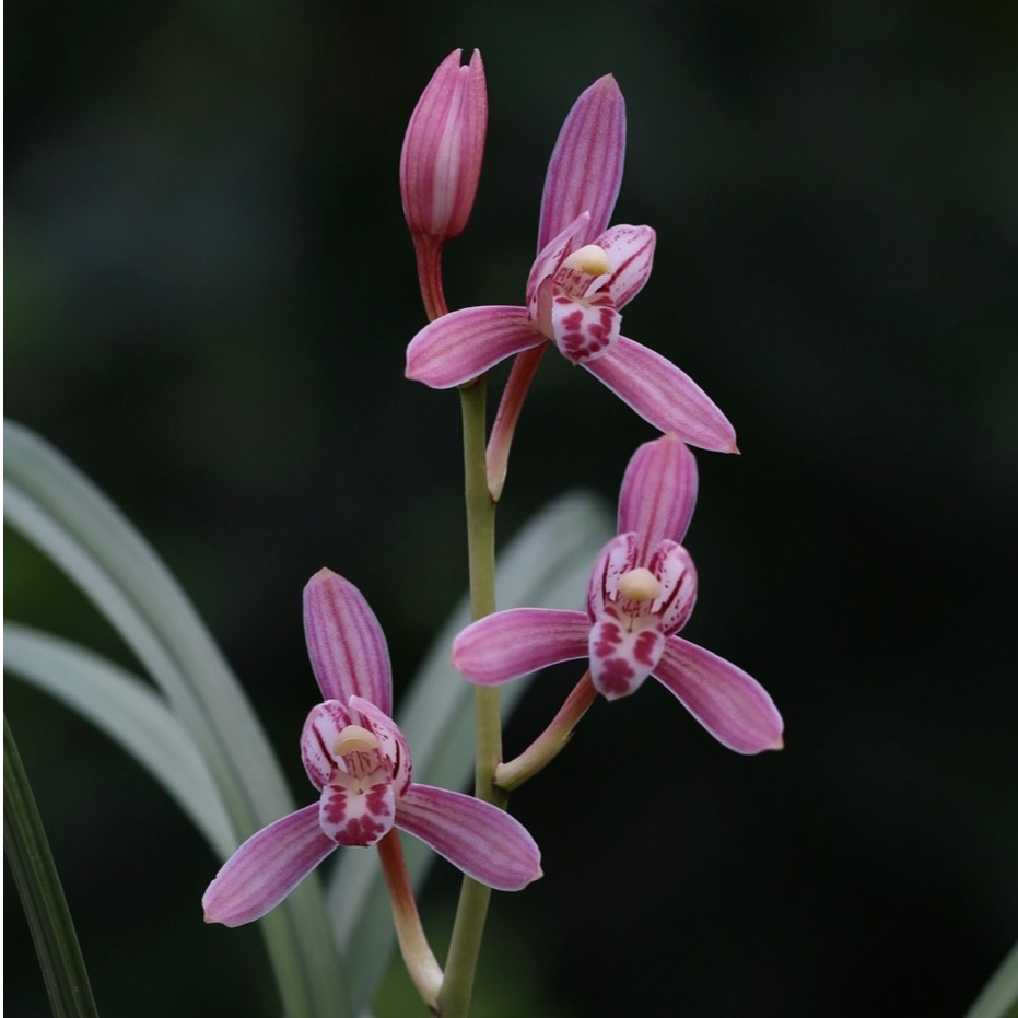 建兰盛世桃颜梅州出品