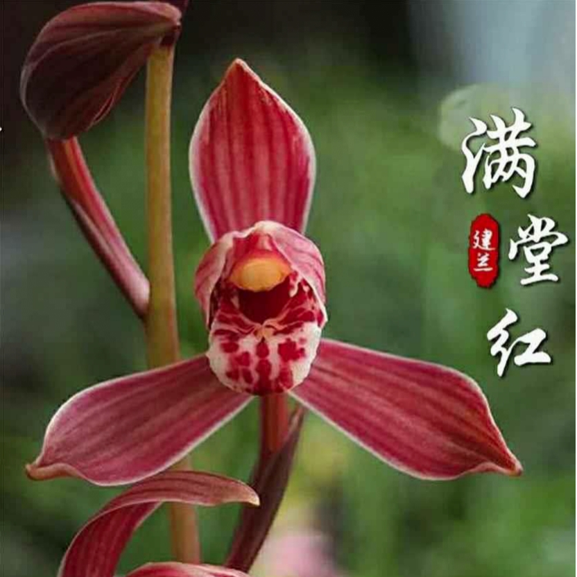 《梅州海兰之家》精选四季兰八大红花之一满堂红