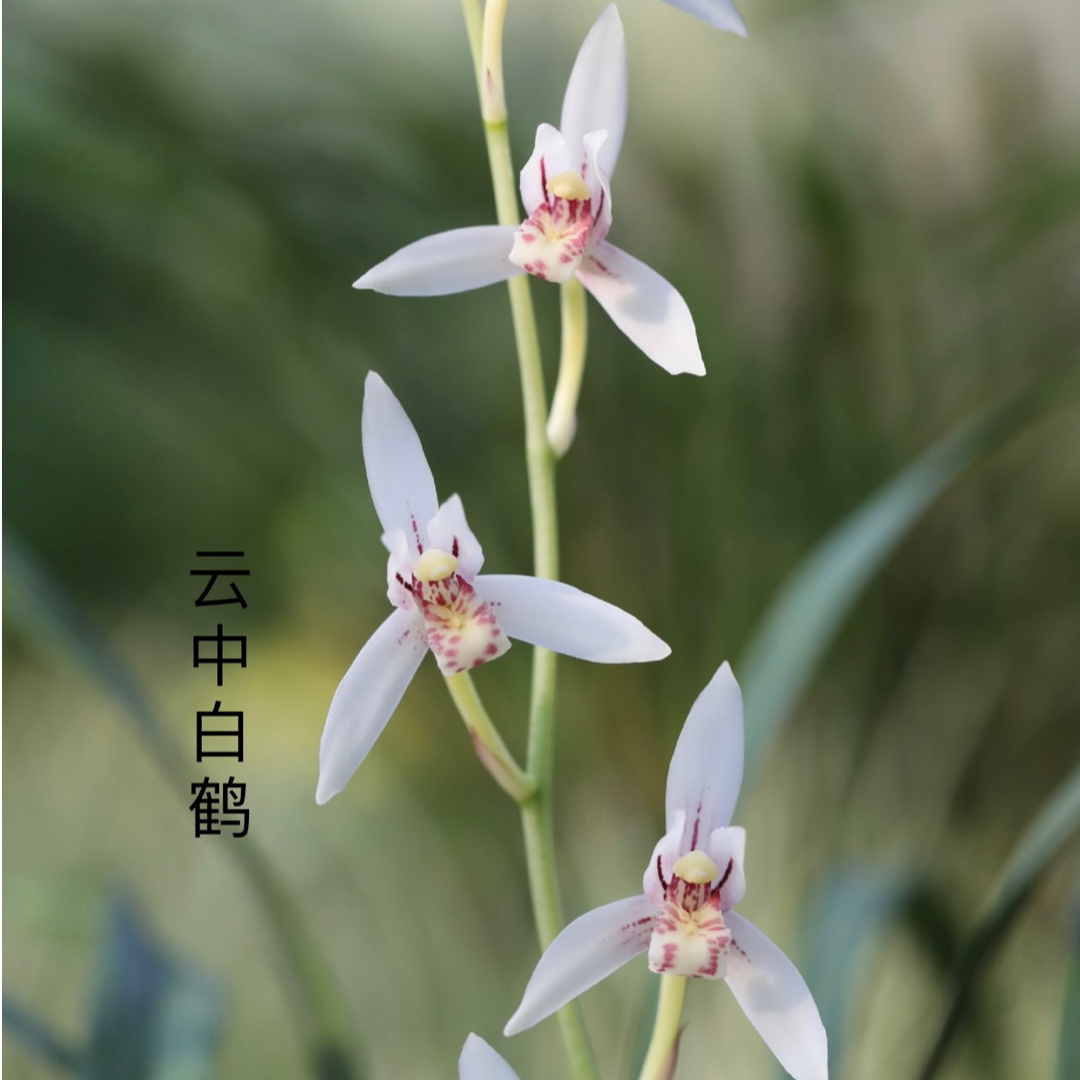 四季建兰云中白鹤