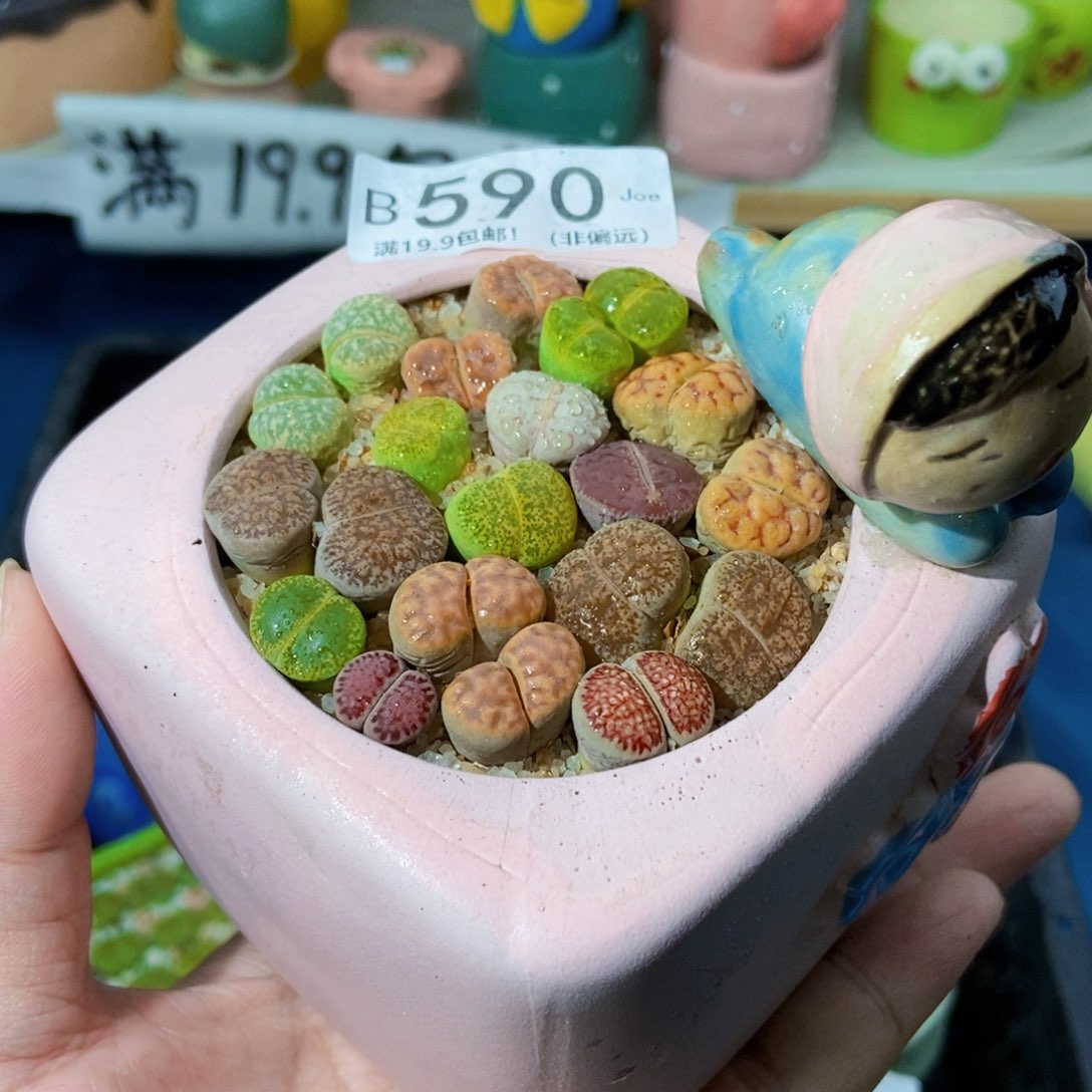 大舅生石花肉锥多肉590