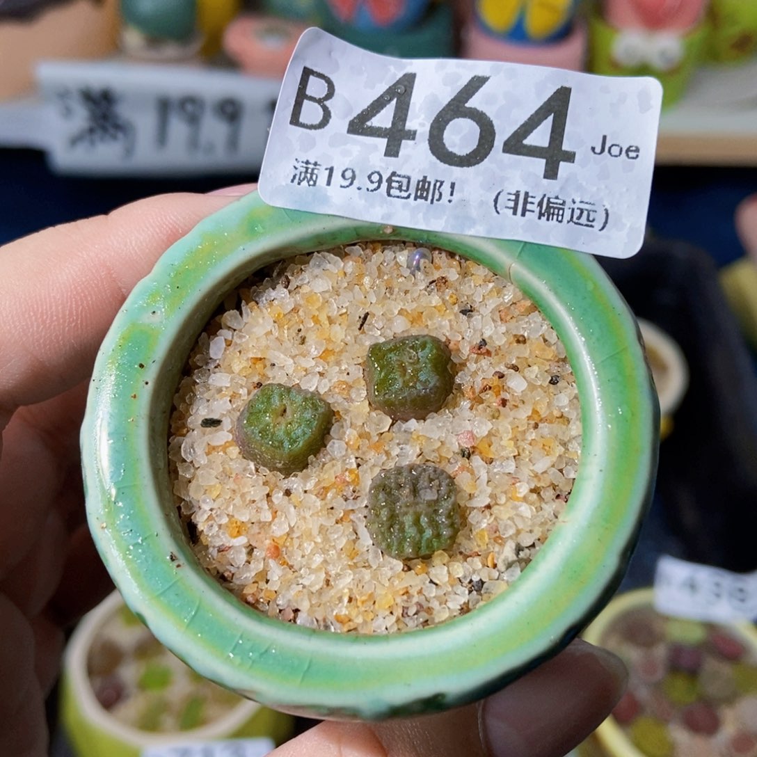 大舅生石花肉锥多肉464