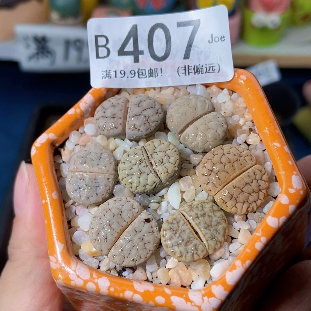 大舅生石花肉锥多肉407