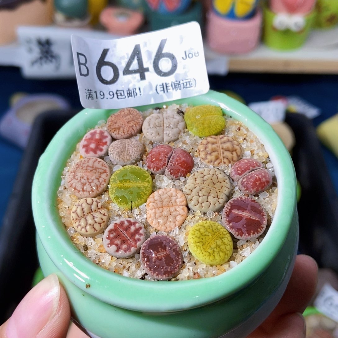 大舅生石花肉锥多肉646