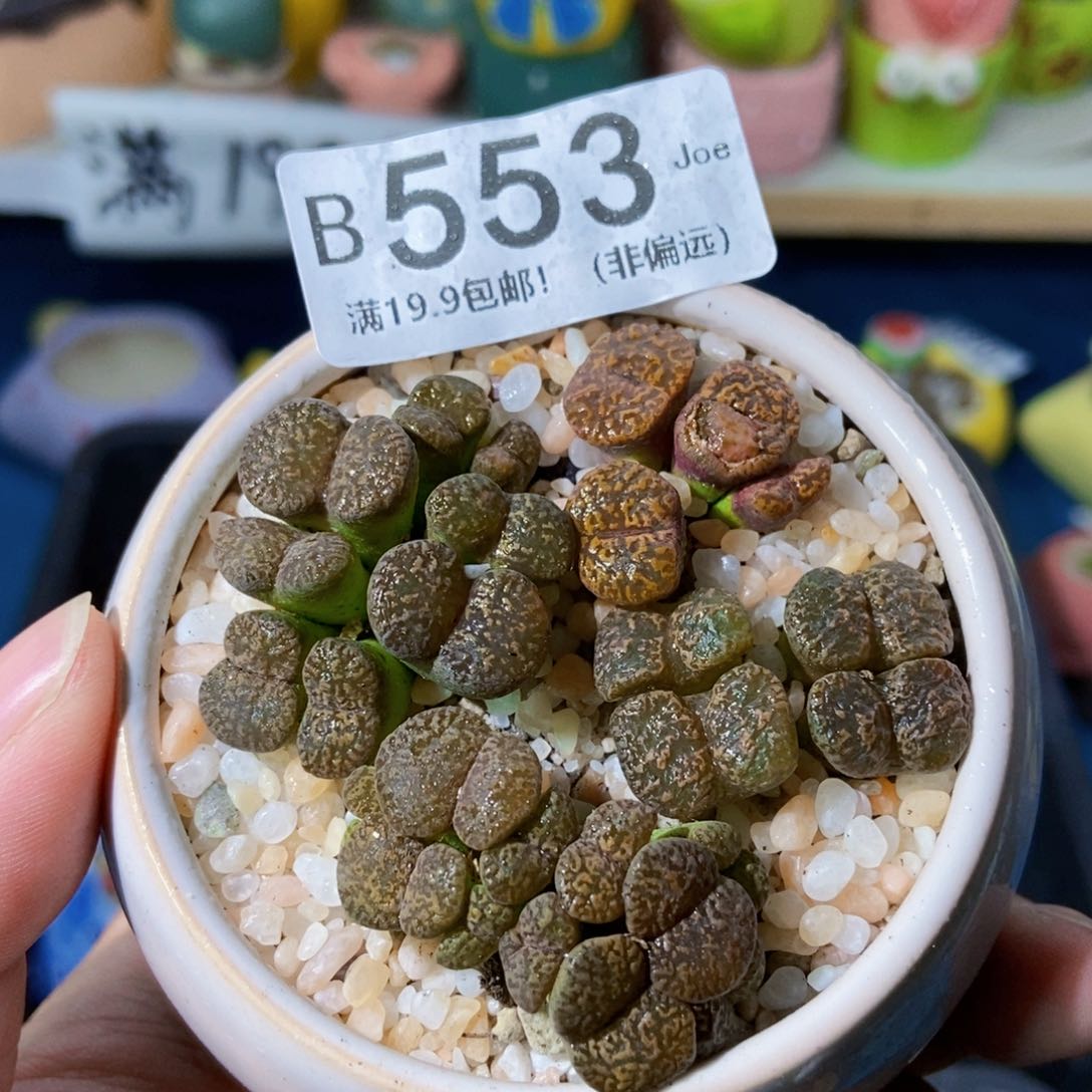 大舅生石花肉锥多肉553