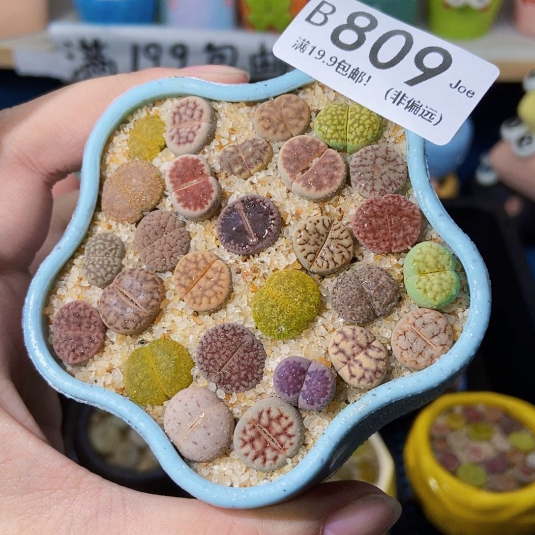 大舅生石花肉锥多肉809