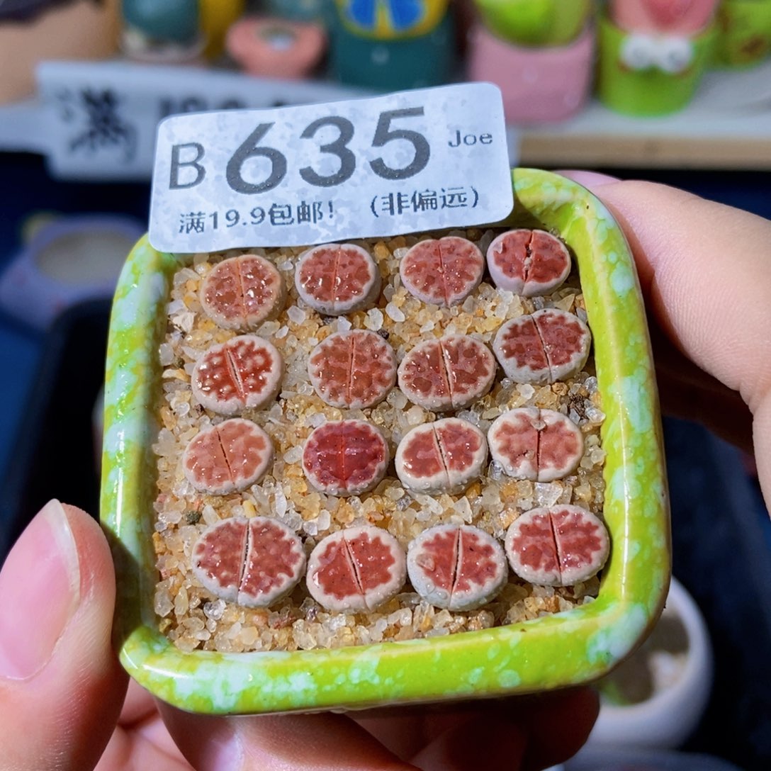 大舅生石花肉锥多肉635
