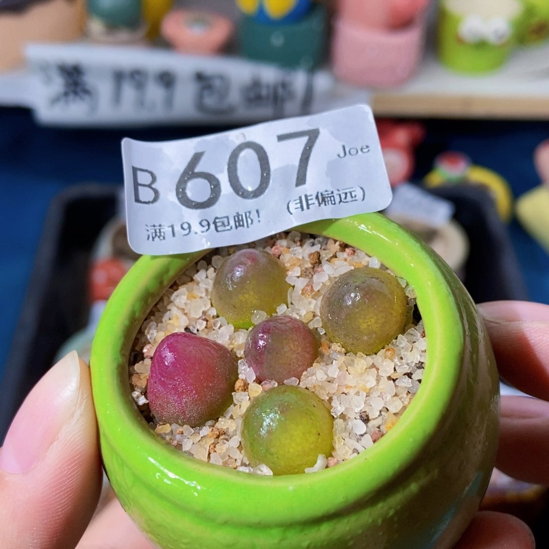 大舅生石花肉锥多肉607