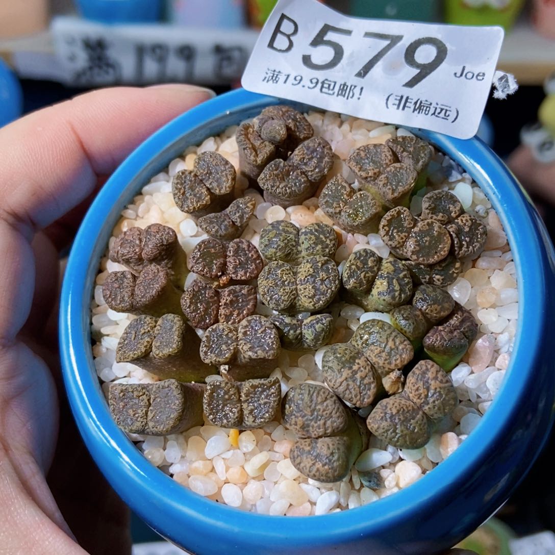 大舅生石花肉锥多肉579
