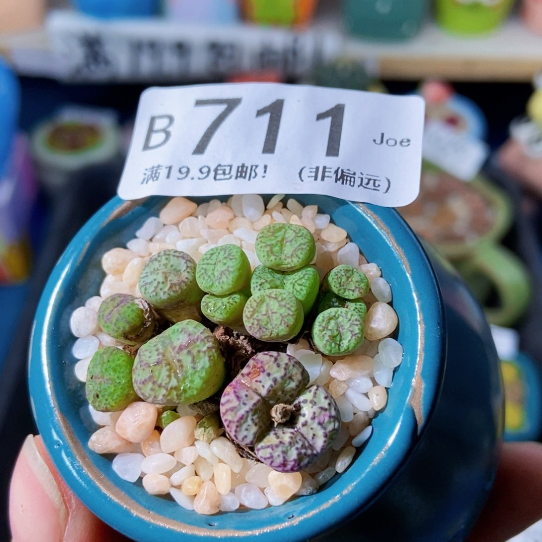 大舅生石花肉锥多肉711