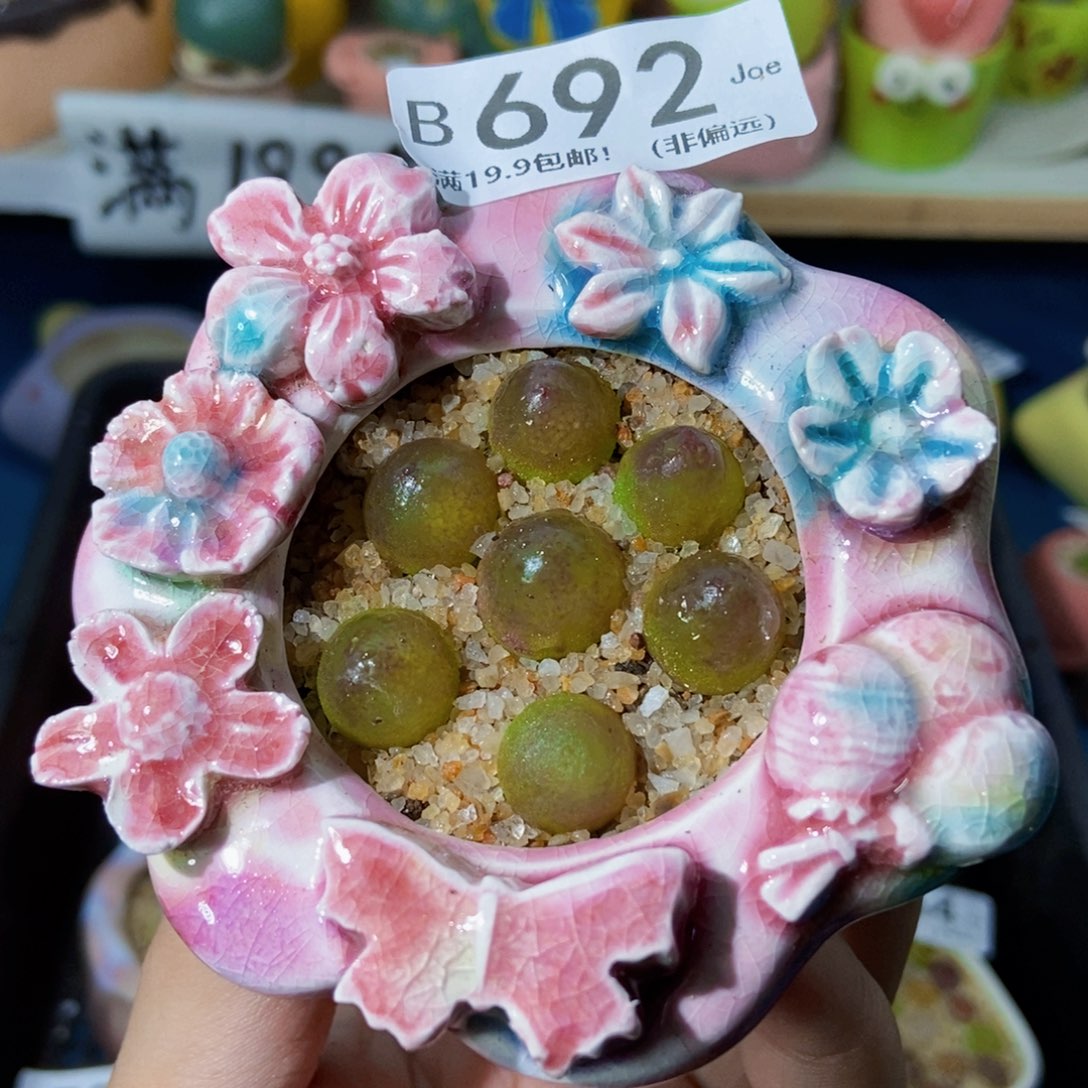 大舅生石花肉锥多肉692