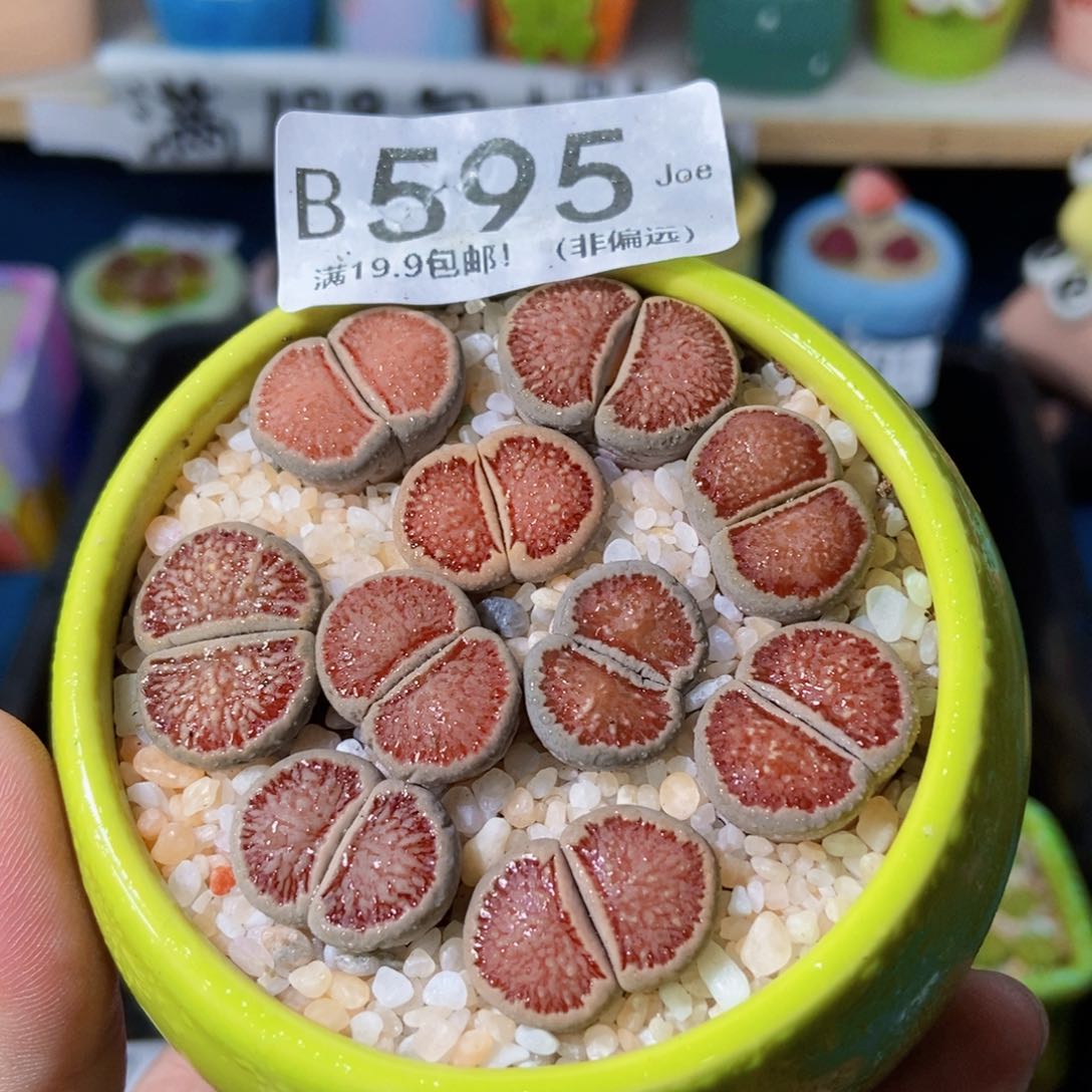 大舅生石花肉锥多肉595