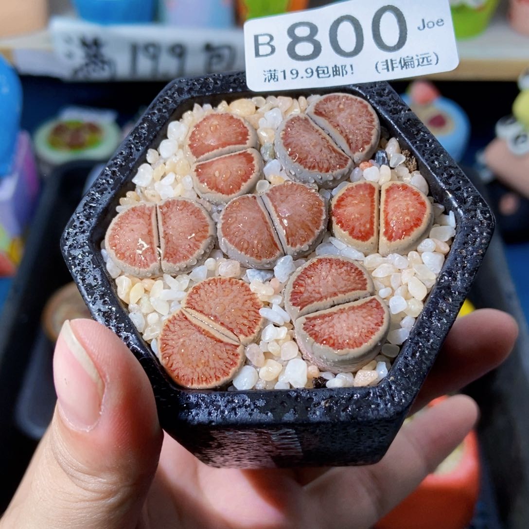 大舅生石花肉锥多肉800