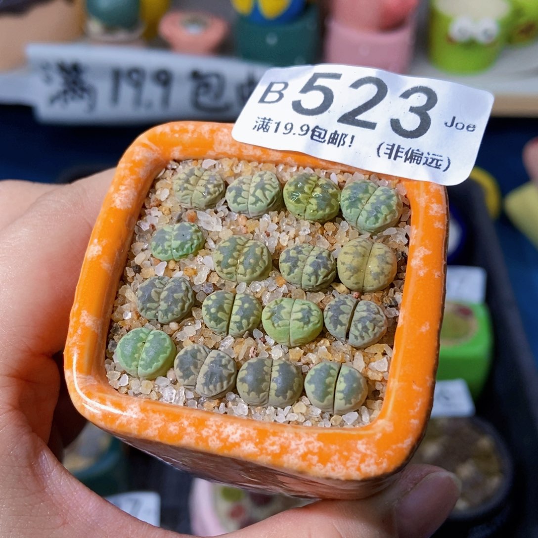 大舅生石花肉锥多肉523
