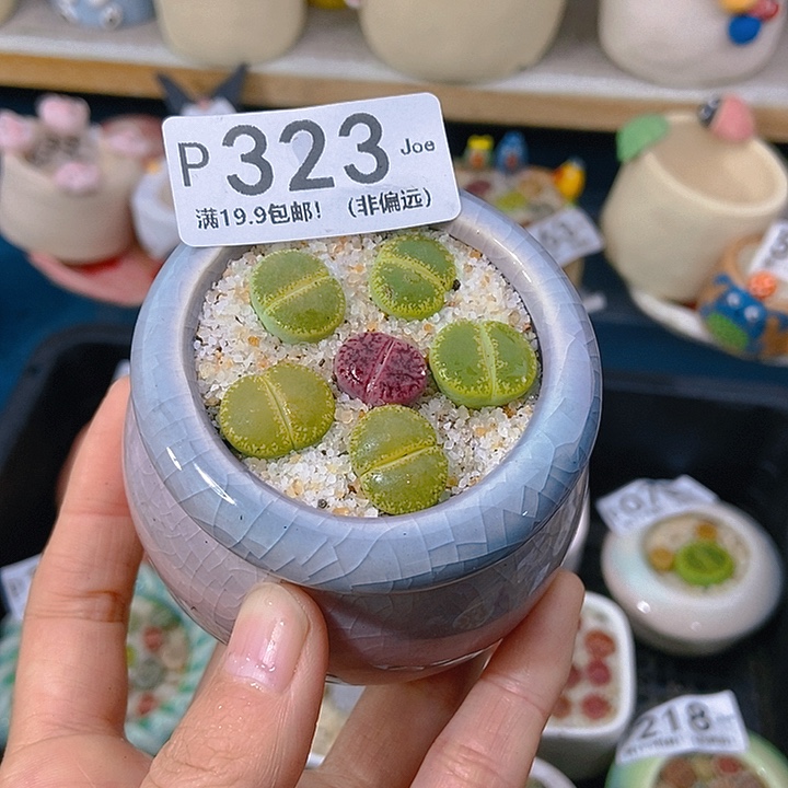 大舅生石花肉锥多肉323