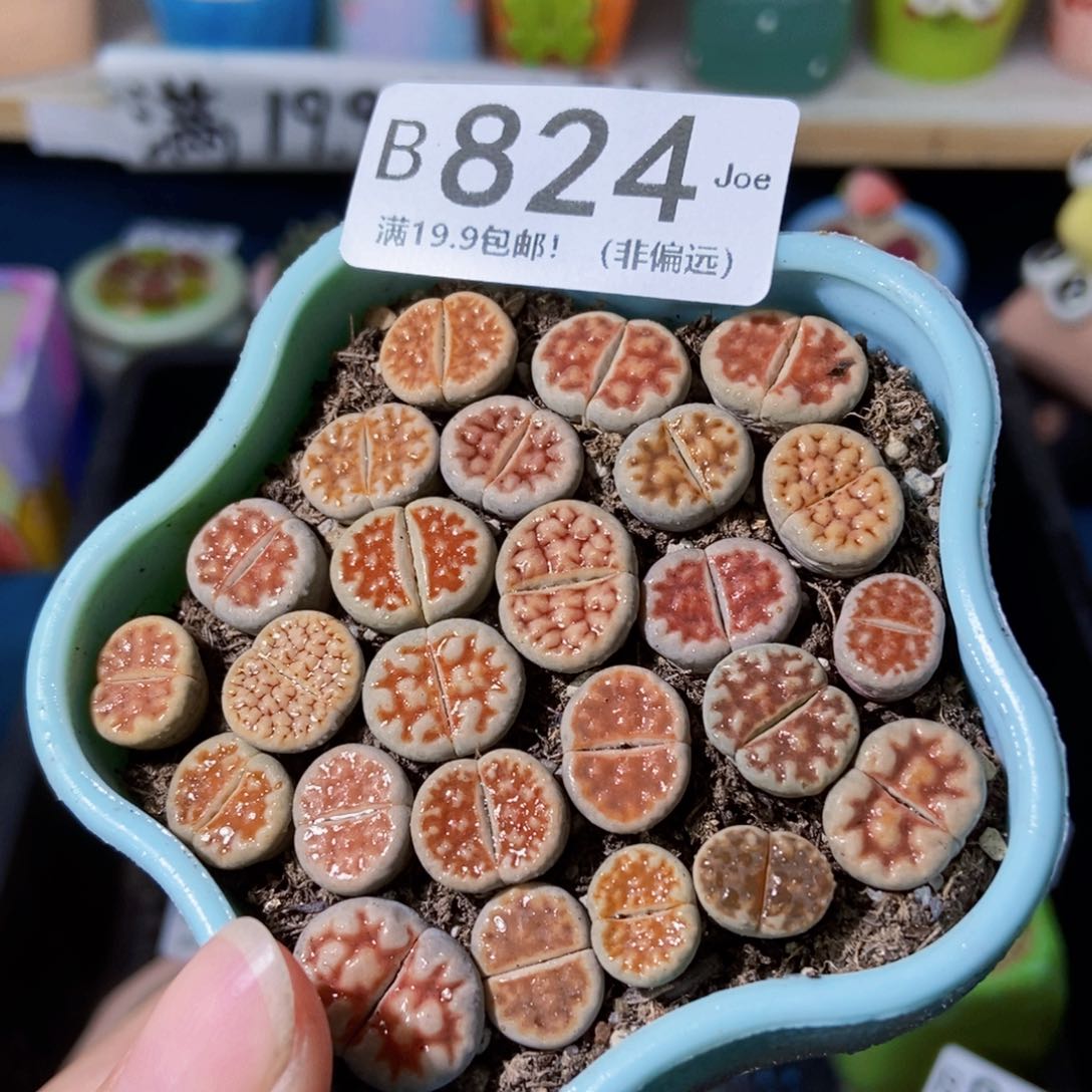 大舅生石花肉锥多肉824