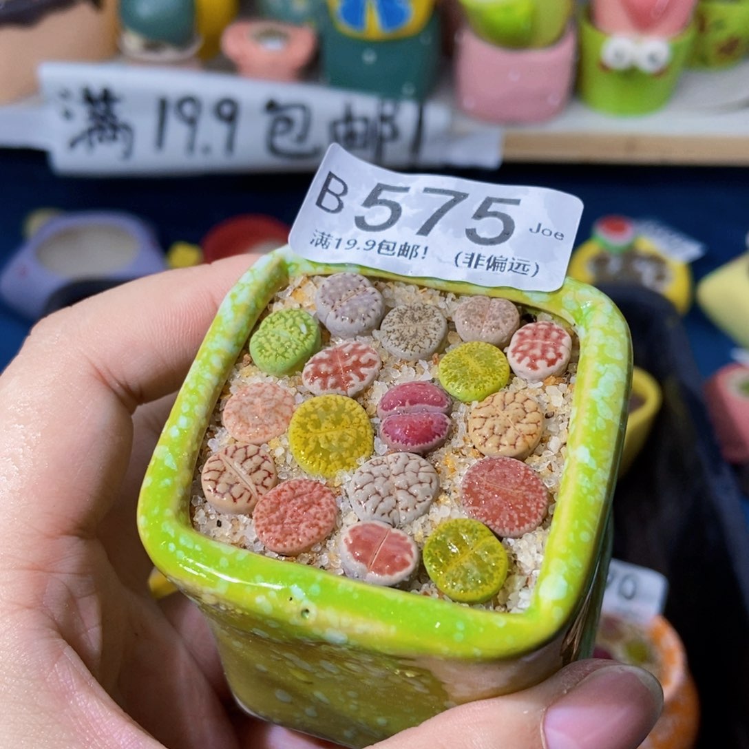 大舅生石花肉锥多肉575