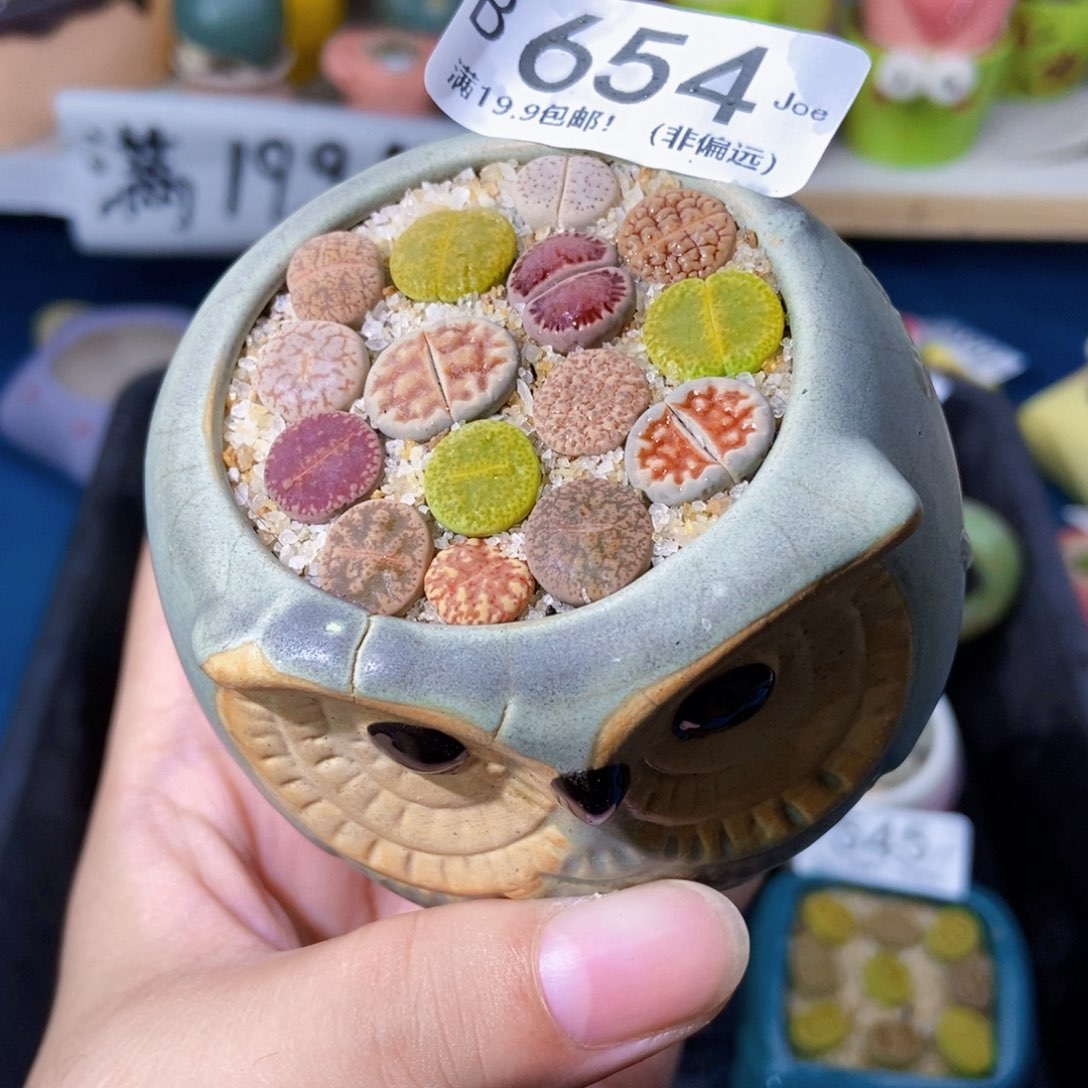大舅生石花肉锥多肉654