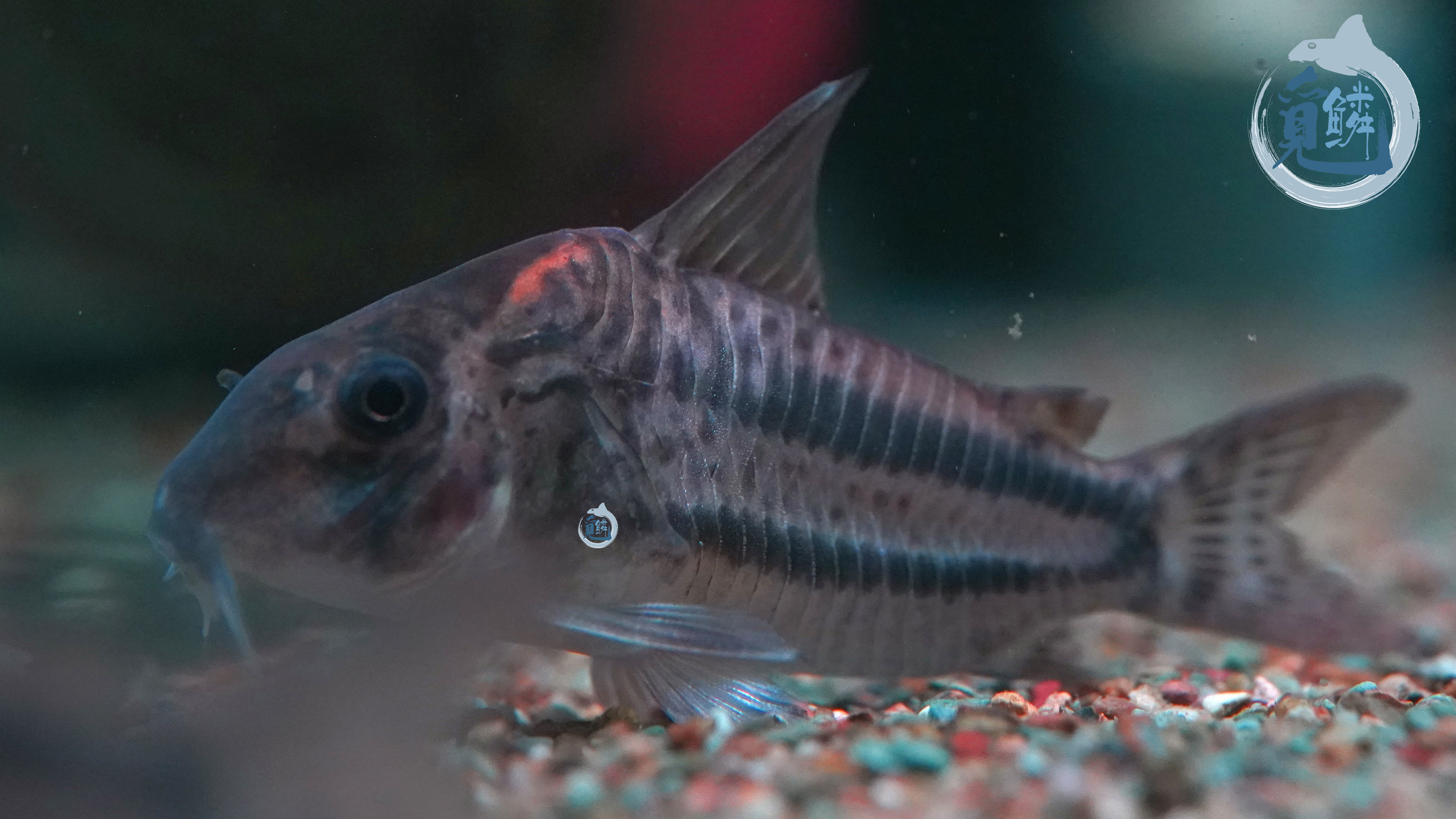 觅鳞自然流域 帕瓦奈利鼠鱼 包邮