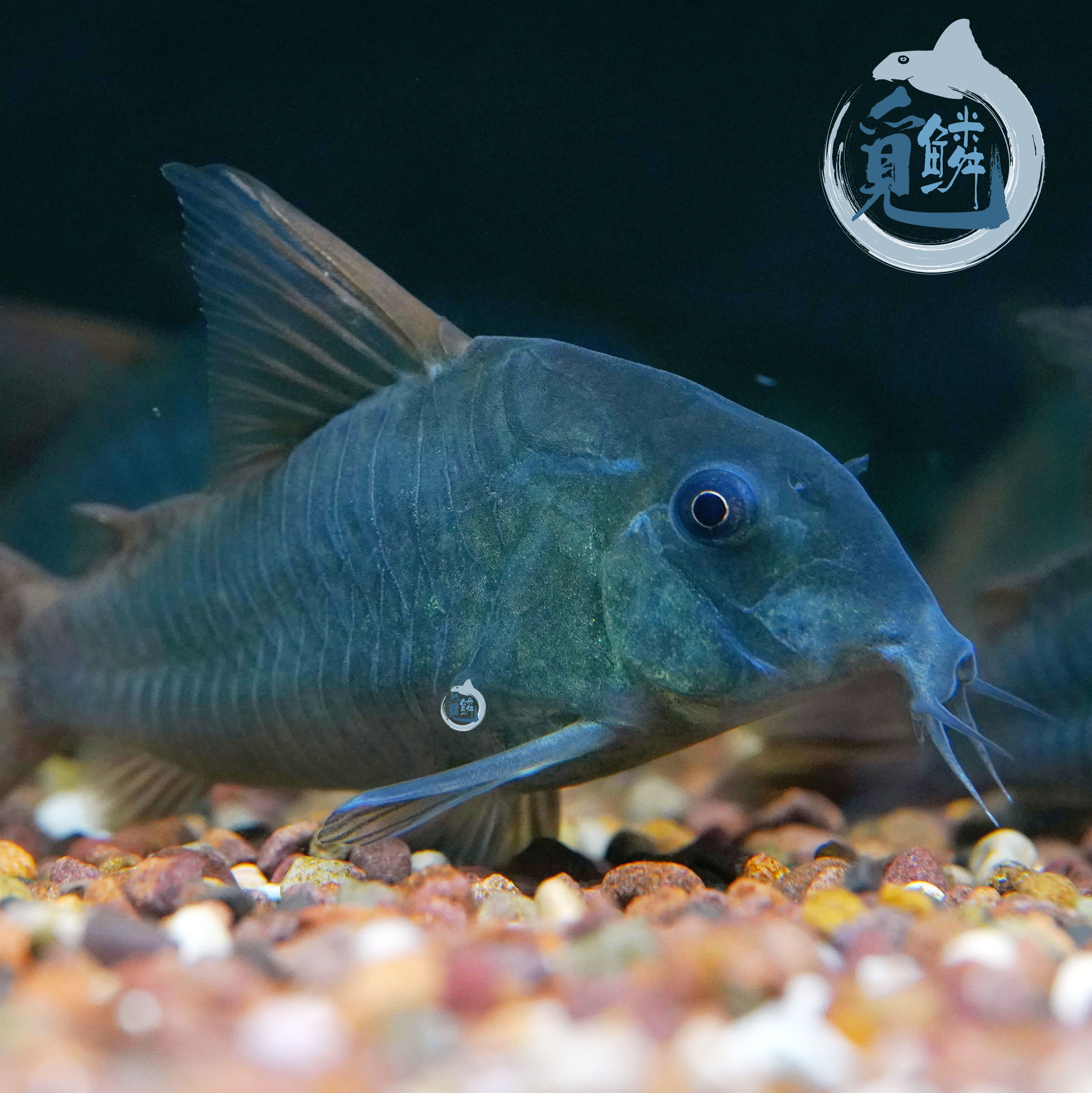 觅鳞自然流域超级红帆鼠鱼热带鱼水族发货包邮