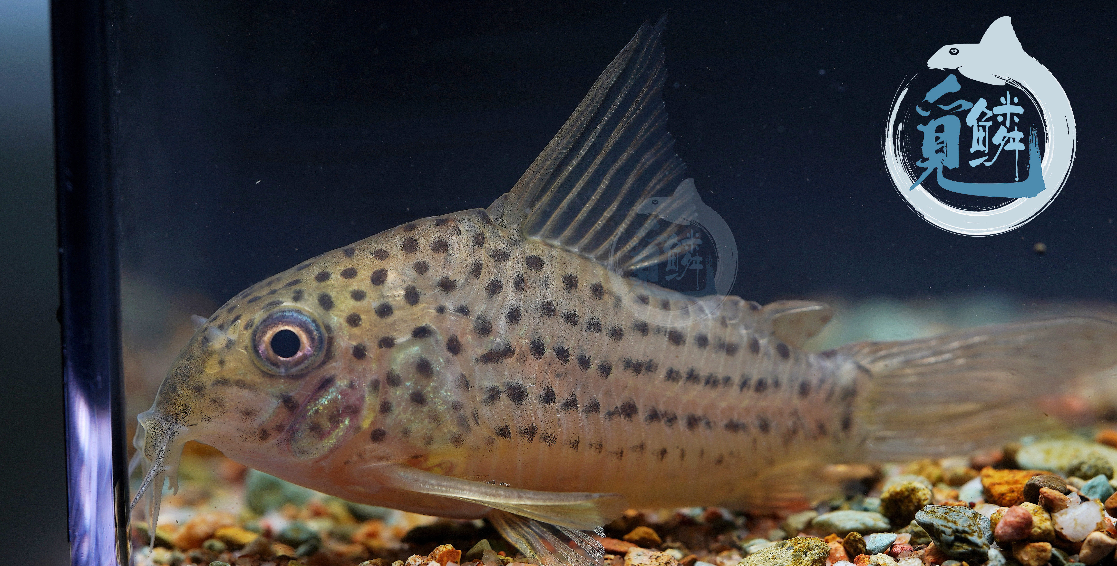 觅鳞短吻阿奎尼斯鼠鱼热带鱼