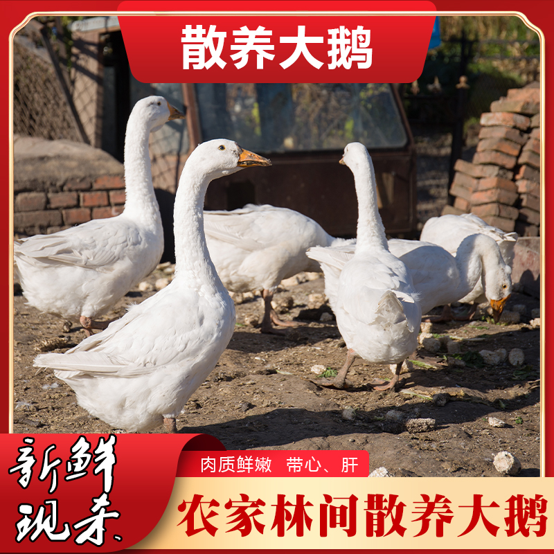 散养大鹅 净重6斤 整只农家新鲜现杀鲜嫩青年鹅 顺丰京东冷链发货