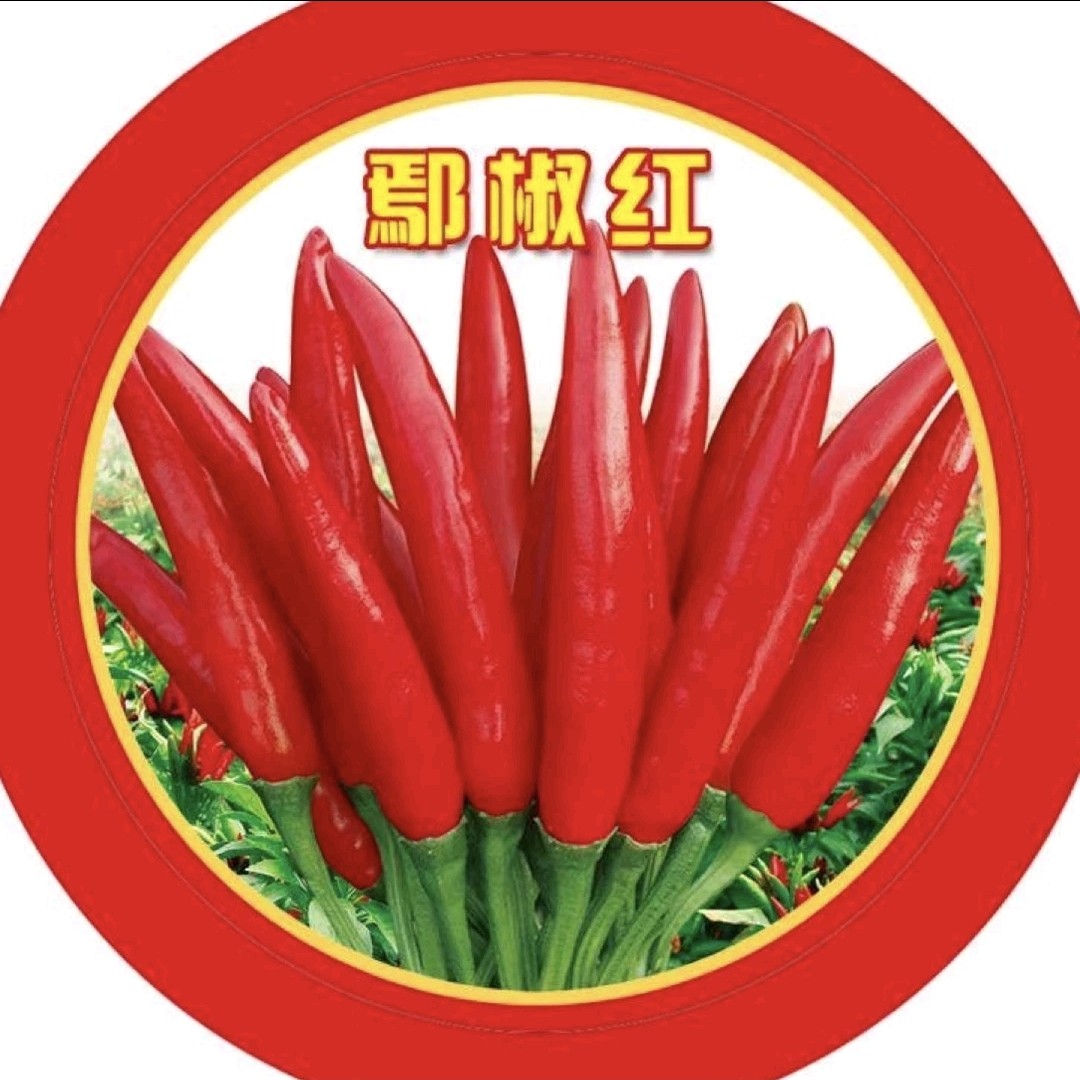 粮鑫鄢椒红（辣椒种）