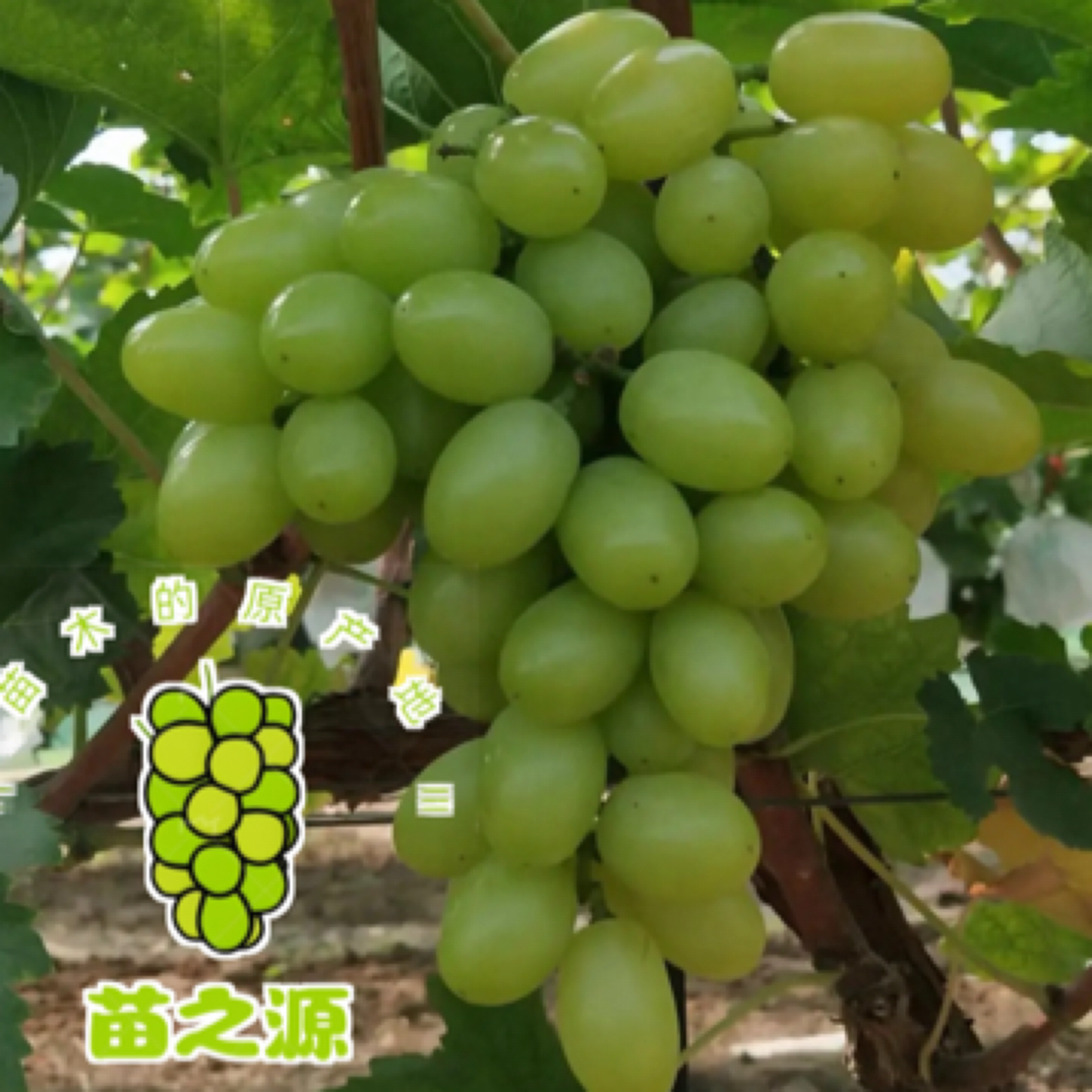 晚熟 秋天清脆葡萄苗 口感甜脆 自然无核 （5件包邮）