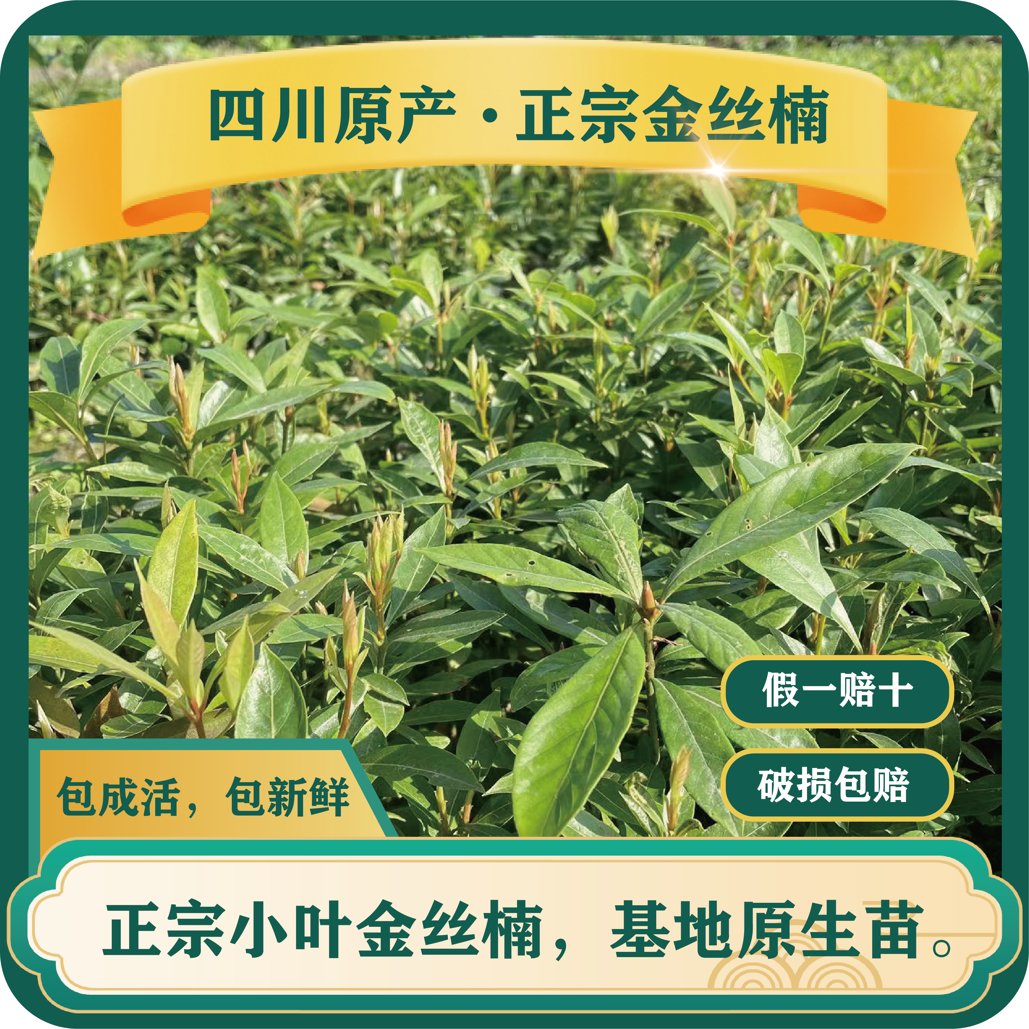 正宗小叶四川金丝楠木一物一拍